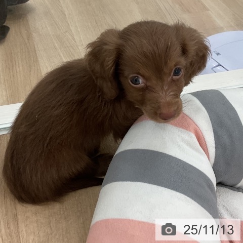 カニーンヘン・ダックスフンドの写真