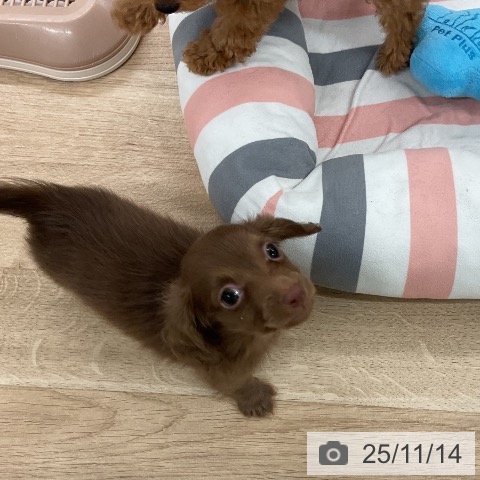 カニーンヘン・ダックスフンドの写真