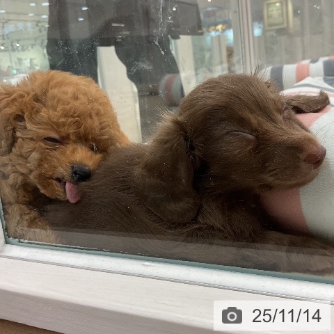 カニーンヘン・ダックスフンドの写真