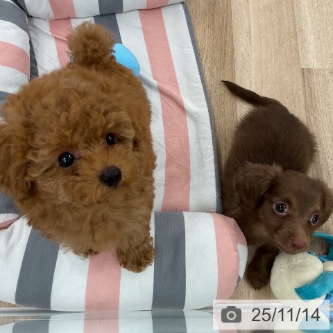 カニーンヘン・ダックスフンドの写真