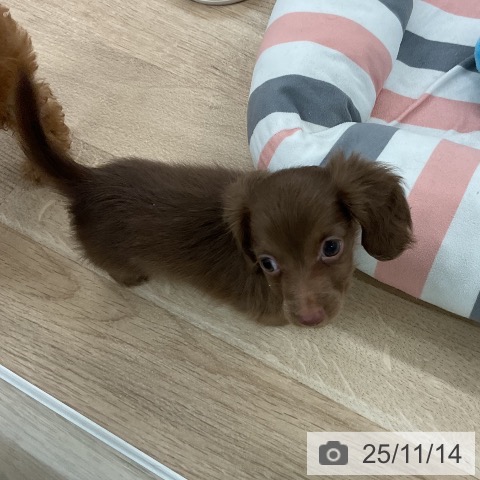 カニーンヘン・ダックスフンドの写真