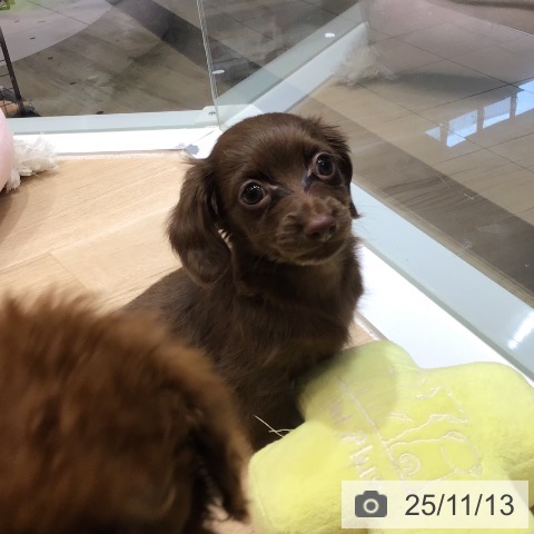 カニーンヘン・ダックスフンドの写真