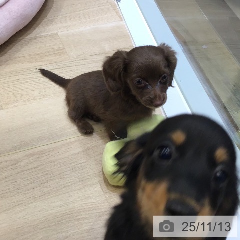 カニーンヘン・ダックスフンドの写真