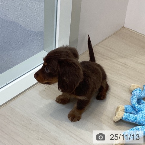 カニーンヘン・ダックスフンドの写真