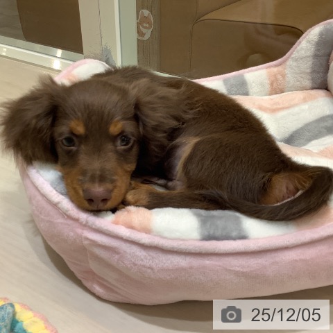 埼玉県のカニンヘンダックスフンド(ロング) (ペットプラス クレアモール川越店/2025年9月9日生まれ/男の子/チョコレートタン)の子犬の4枚目の画像