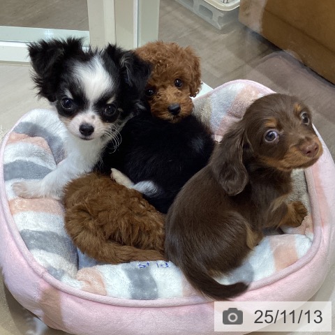 カニーンヘン・ダックスフンドの写真