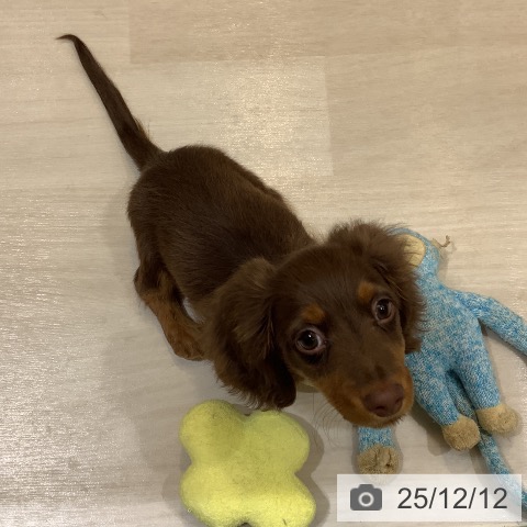 埼玉県のカニンヘンダックスフンド(ロング) (ペットプラス クレアモール川越店/2025年9月9日生まれ/男の子/チョコレートタン)の子犬の4枚目の画像