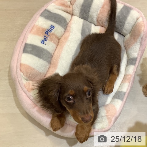 埼玉県のカニンヘンダックスフンド(ロング) (ペットプラス クレアモール川越店/2025年9月9日生まれ/男の子/チョコレートタン)の子犬の4枚目の画像