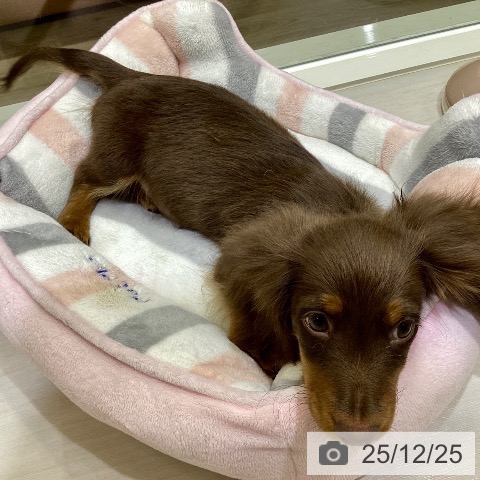 埼玉県のカニンヘンダックスフンド(ロング) (ペットプラス クレアモール川越店/2025年9月9日生まれ/男の子/チョコレートタン)の子犬の4枚目の画像