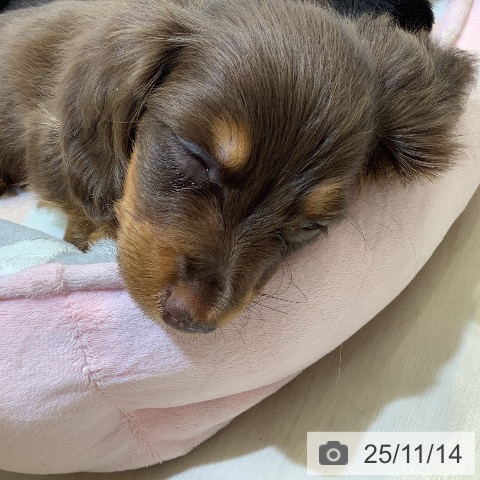 埼玉県のカニンヘンダックスフンド(ロング) (ペットプラス クレアモール川越店/2025年9月9日生まれ/男の子/チョコレートタン)の子犬の3枚目の画像