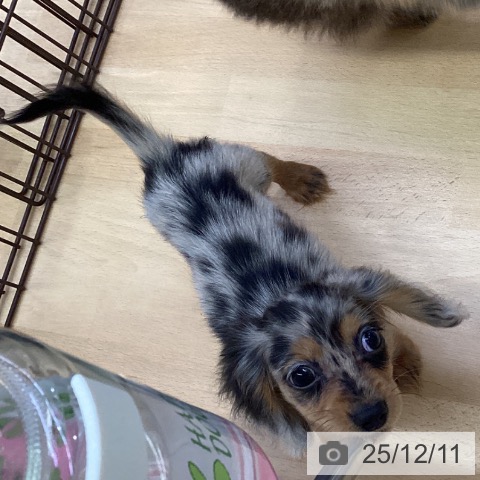 福岡県のカニンヘンダックスフンド(ロング) (ペットプラス MARK IS 福岡ももち店/2025年9月9日生まれ/女の子/シルバーダップル)の子犬の4枚目の画像