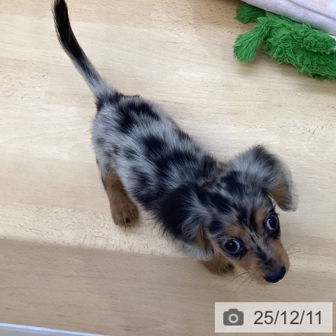 福岡県のカニンヘンダックスフンド(ロング) (ペットプラス MARK IS 福岡ももち店/2025年9月9日生まれ/女の子/シルバーダップル)の子犬の3枚目の画像