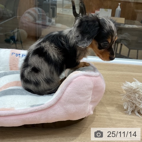 カニーンヘン・ダックスフンドの写真