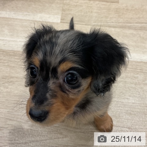 カニーンヘン・ダックスフンドの写真