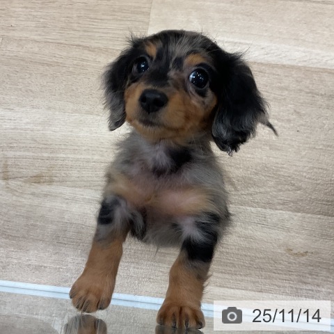 カニーンヘン・ダックスフンドの写真