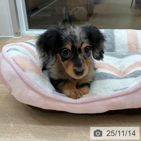 カニーンヘン・ダックスフンドの写真