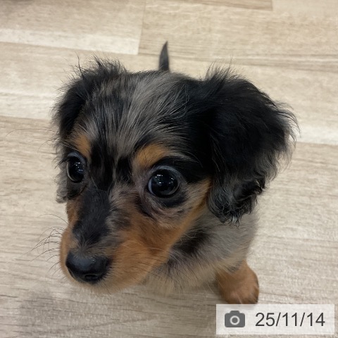 カニーンヘン・ダックスフンドの写真