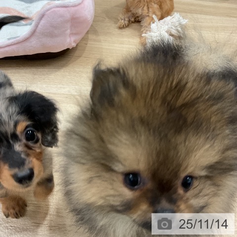 カニーンヘン・ダックスフンドの写真