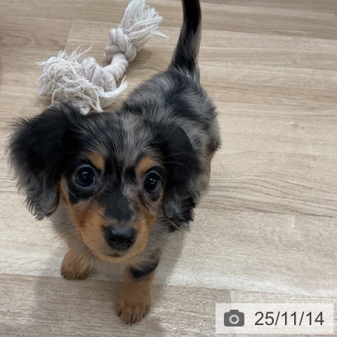 カニーンヘン・ダックスフンドの写真