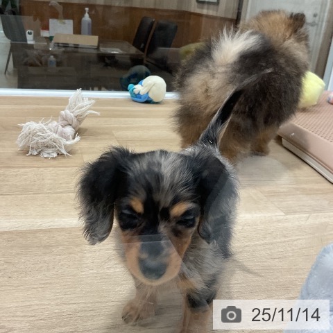 カニーンヘン・ダックスフンドの写真