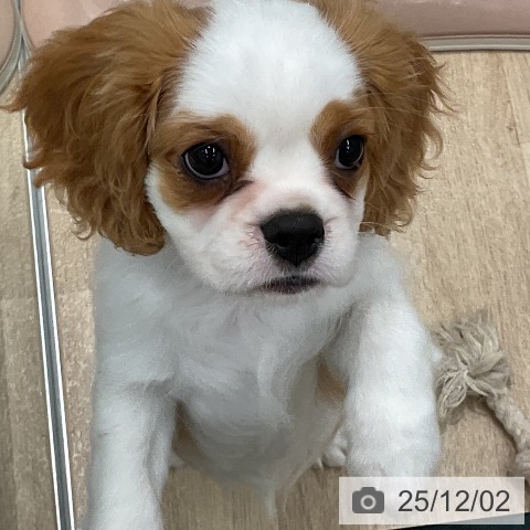 群馬県のキャバリアキングチャールズスパニエル (ペットプラス イオンモール太田店/2025年9月7日生まれ/女の子/ブレンハイム)の子犬の4枚目の画像