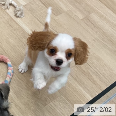 群馬県のキャバリアキングチャールズスパニエル (ペットプラス イオンモール太田店/2025年9月7日生まれ/女の子/ブレンハイム)の子犬の3枚目の画像