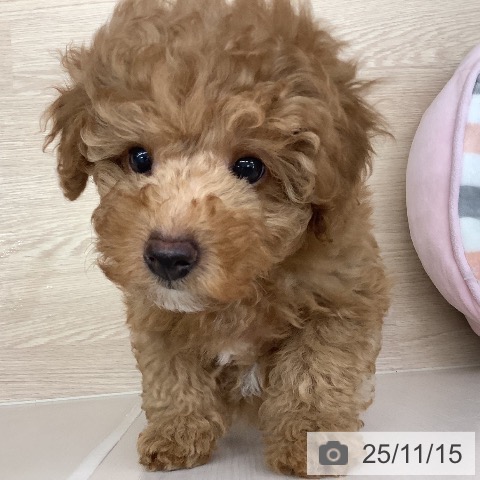 トイ・プードルの写真