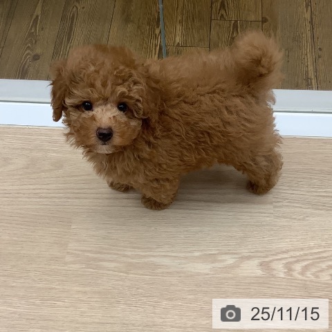 トイ・プードルの写真