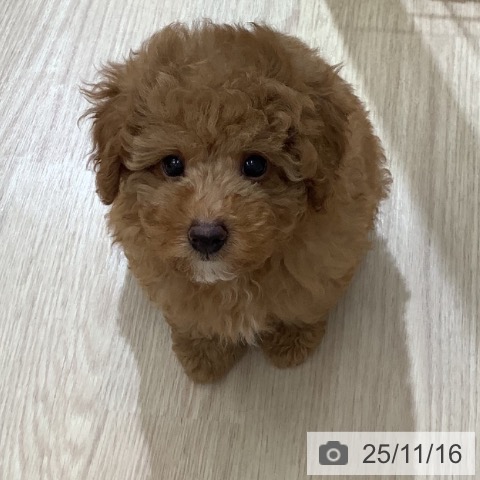 沖縄県のトイプードル(トイ) (ペットプラス 南風原店/2025年9月11日生まれ/男の子/レッド)の子犬の4枚目の画像