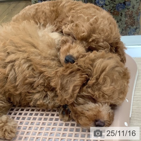 沖縄県のトイプードル(トイ) (ペットプラス 南風原店/2025年9月11日生まれ/男の子/レッド)の子犬の3枚目の画像