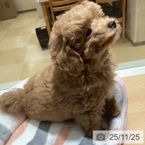 鹿児島県のトイプードル(トイ) (ペットプラス 姶良店/2025年9月11日生まれ/男の子/レッド)の子犬の4枚目の画像