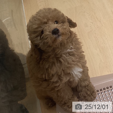 鹿児島県のトイプードル(トイ) (ペットプラス 姶良店/2025年9月11日生まれ/男の子/レッド)の子犬の3枚目の画像