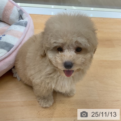 トイ・プードルの写真