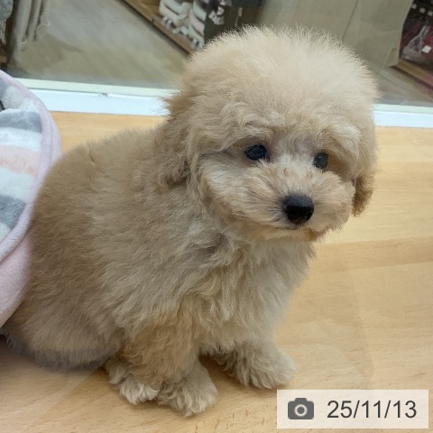 トイ・プードルの写真