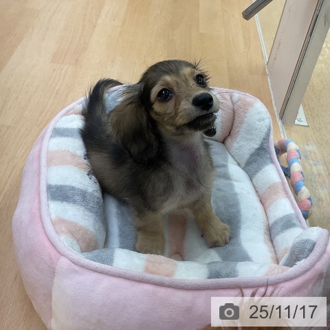 カニーンヘン・ダックスフンドの写真