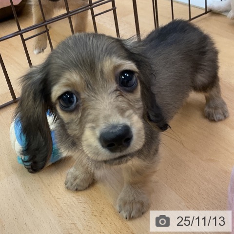 カニーンヘン・ダックスフンドの写真