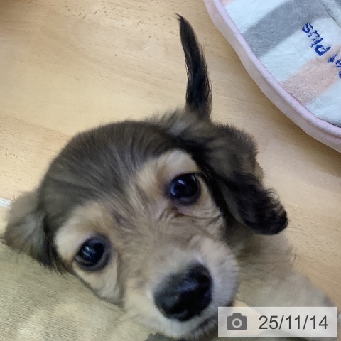 カニーンヘン・ダックスフンドの写真