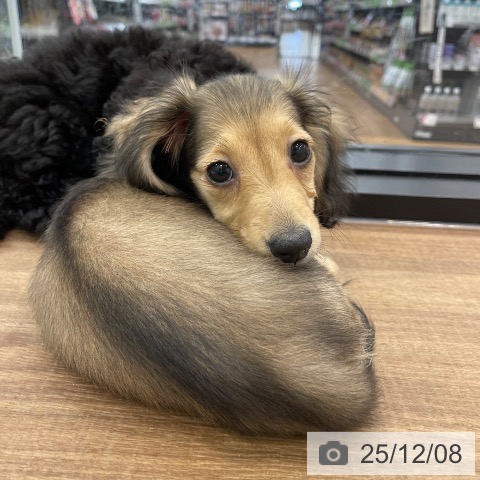 茨城県のカニンヘンダックスフンド(ロング) (ペッツワン つくば店/2025年9月7日生まれ/女の子/シェーデットイエロー)の子犬の4枚目の画像