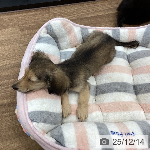 茨城県のカニンヘンダックスフンド(ロング) (ペッツワン つくば店/2025年9月7日生まれ/女の子/シェーデットイエロー)の子犬の4枚目の画像