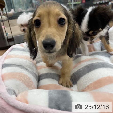 茨城県のカニンヘンダックスフンド(ロング) (ペッツワン つくば店/2025年9月7日生まれ/女の子/シェーデットイエロー)の子犬の4枚目の画像