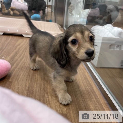 茨城県のカニンヘンダックスフンド(ロング) (ペッツワン つくば店/2025年9月7日生まれ/女の子/シェーデットイエロー)の子犬の3枚目の画像