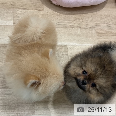 ポメラニアンの写真