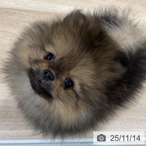 ポメラニアンの写真
