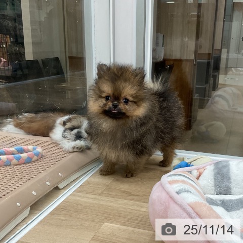 ポメラニアンの写真