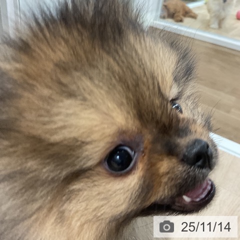 ポメラニアンの写真