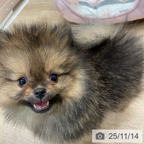 ポメラニアンの写真