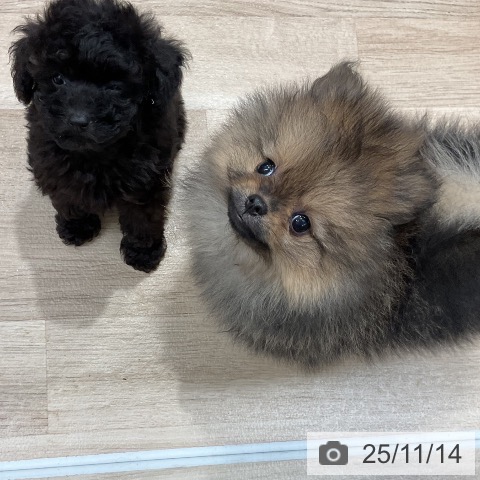 ポメラニアンの写真