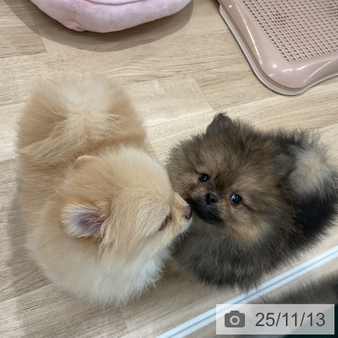 ポメラニアンの写真