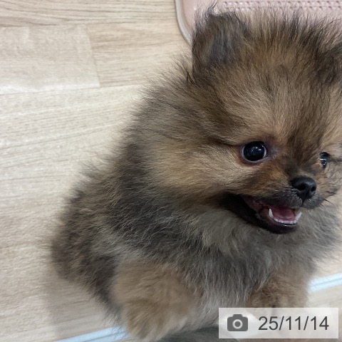 ポメラニアンの写真