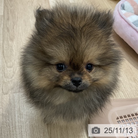 ポメラニアンの写真
